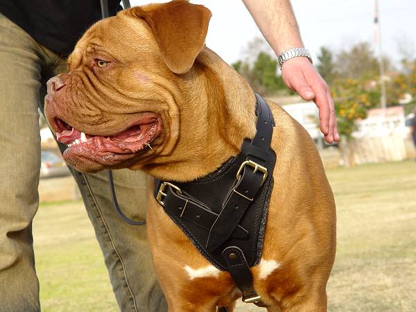 Protection/Attack Leather Dog Harness for Dogue de Bordeaux