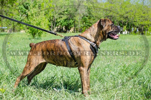 Exclusive Luxury Handcrafted Padded Leather Harness for Boxer