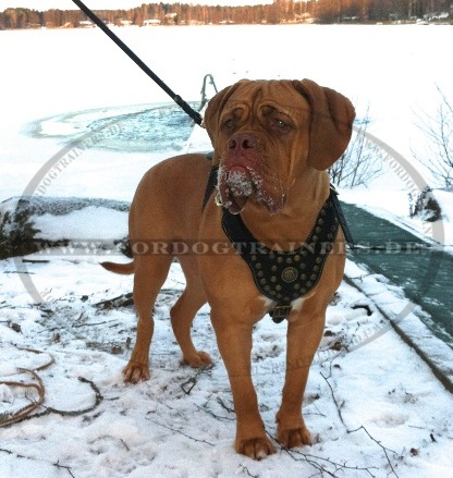 Hundegeschirr Leder Nappa Gepolstert | Geschirr Exklusiv