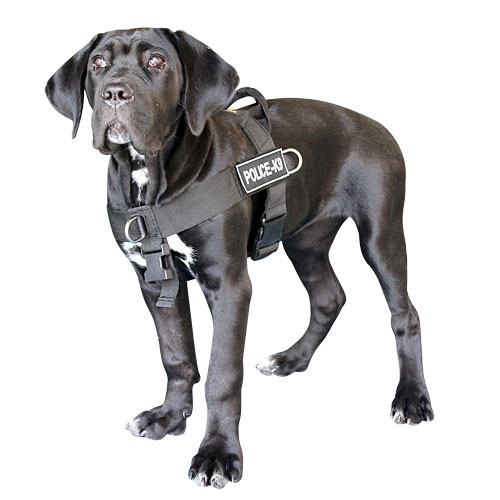 Hundegeschirr universelles für Cane Corso, Allwetter! Training - zum Schließen ins Bild klicken