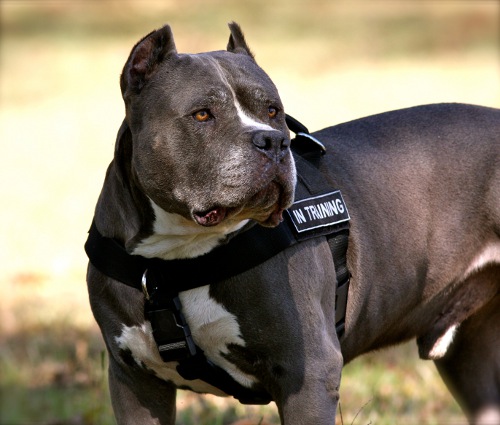 Hundetraining Geschirr mit Klettlogos für Pitbull - zum Schließen ins Bild klicken