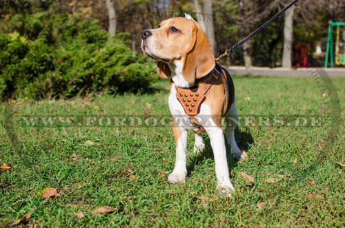 Dog Harness for Small and Medium-Sized Dogs, Puppies