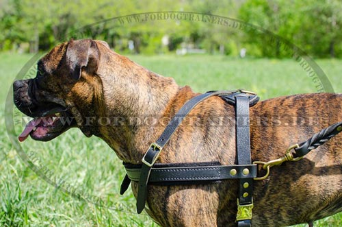 Boxer hochwertiges Hundegeschirr für Sport und Gassi