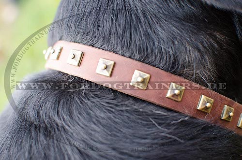 Halsband Sennenhund mit Raupestilnieten|Lederhalsband geschmück