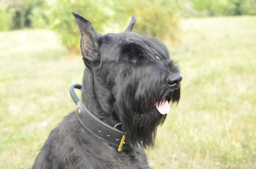 Hundehalsband aus Leder fuer Riesenschnauzer