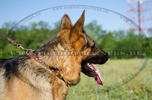 Deutscher Schäferhund Nieten Halsband im Feinem Design - zum Schließen ins Bild klicken