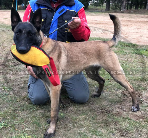 Malinois Ausbildungsartikel mit Schlaufe - zum Schließen ins Bild klicken