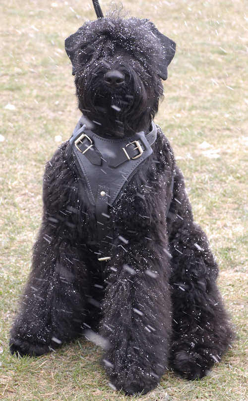 Leather dog harness for Russian Terrier