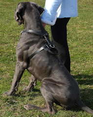 Protection,Attack Leather Dog Harness K9 for Great Dane