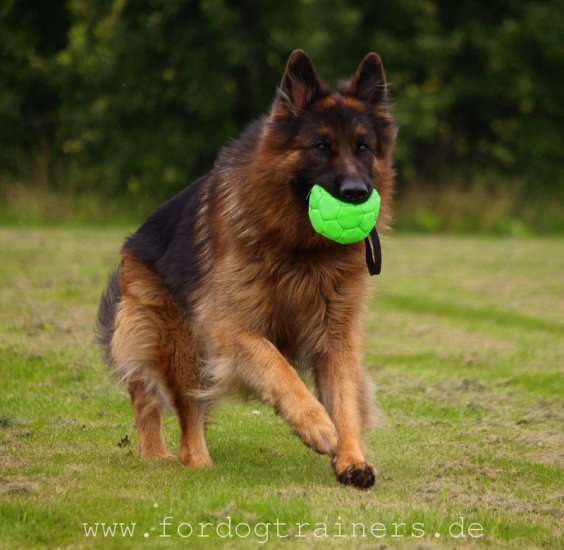 Grüner FDT Ball mit Nylon-Griff für Deutschen Schäferhund