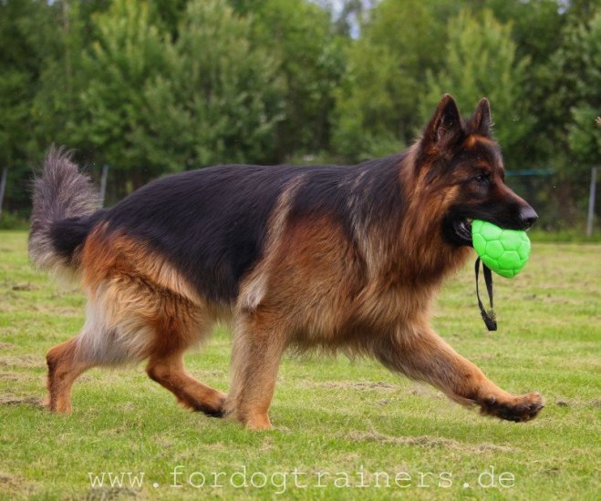 Grüner FDT Ball mit Nylon-Griff für Deutschen Schäferhund