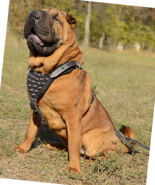Designer dog harness for Shar Pei with spikes