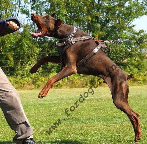 Doberman Protection and Attack Leather Dog Harness