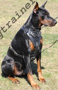 Doberman Protection and Attack Leather Dog Harness