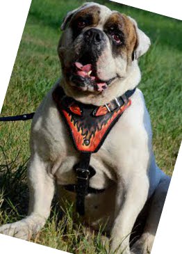 Exklusives Hundegeschirr aus Leder für Englische Bulldogge