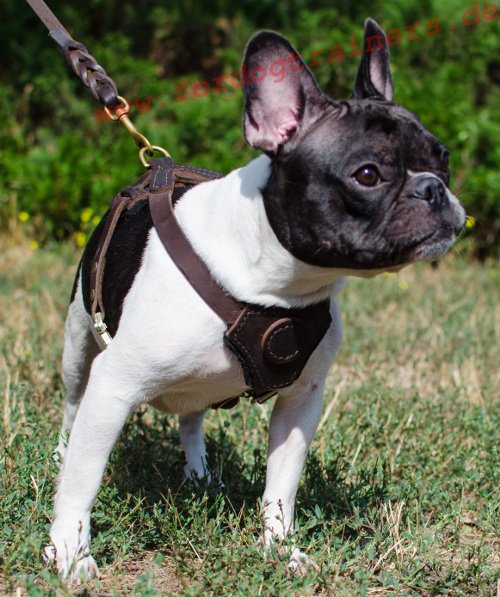 /images/large/Hundegeschirr-French-Bulldog-Leder_LRG.jpg