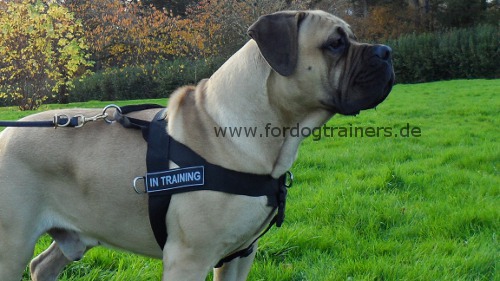 All Weather Dog Harness of Nylon for Boerboel - Click Image to Close