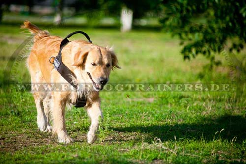 Golden Retriever dog harness nylon