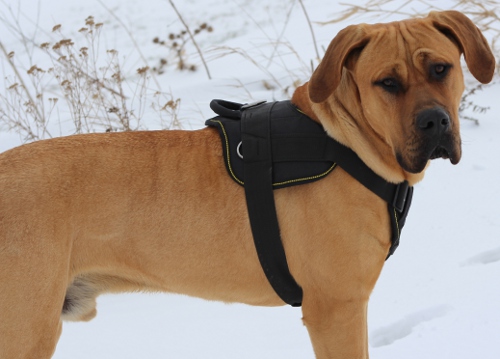 Dog harness K9 for large dogs as Dogo Canario, Presa Canario and Dogo Argentino