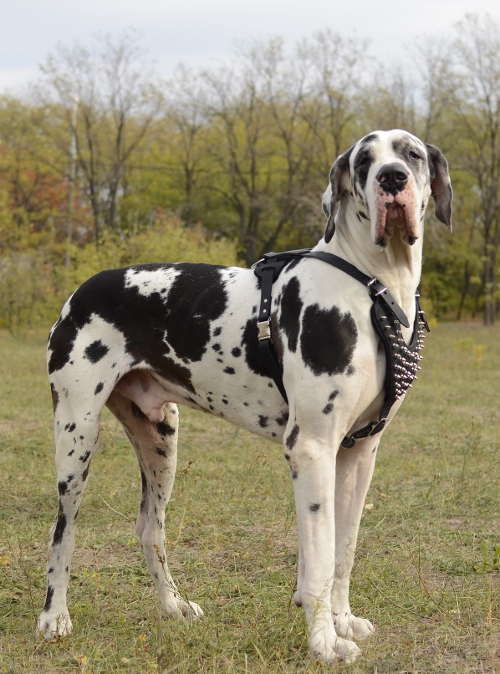 Designer dog harness for Great Dane with spikes
