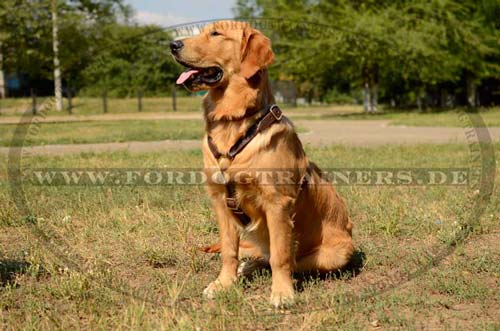 Leather Harness for Tracking for Golden Retriever | Luxury K9 - Click Image to Close