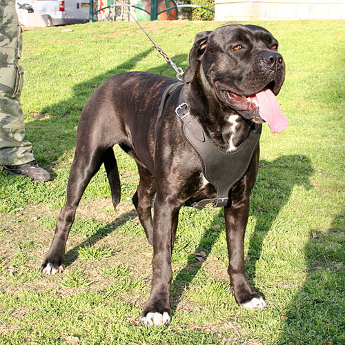 Cane Corso Geschirr LEder