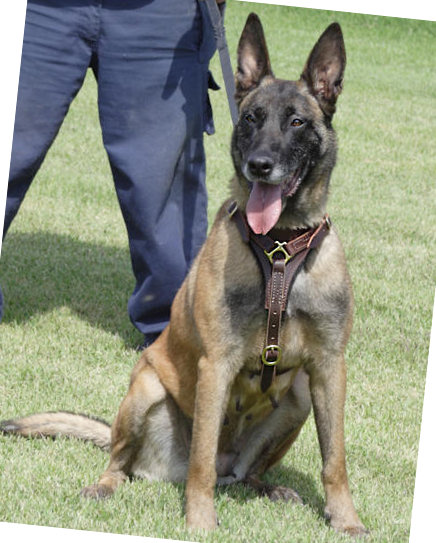 Leather Padded Harness for Malinois