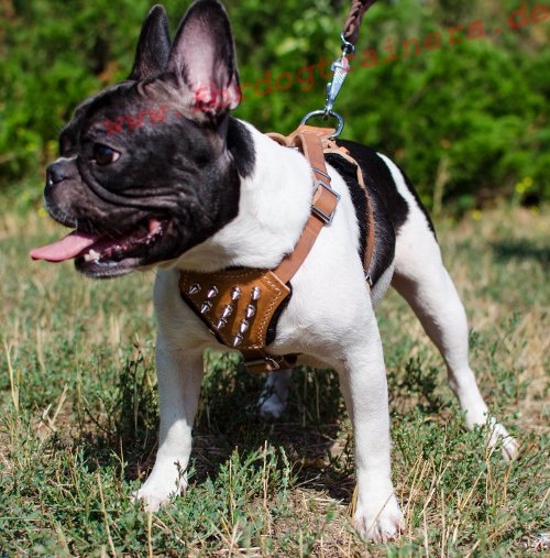 /images/large/Hundegeschirr-Nieten-Bulldogge-French_LRG.jpg