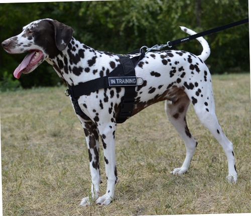 Bestseller Allwetter-Hundegeschirr aus Nylon für Dalmatiner - zum Schließen ins Bild klicken