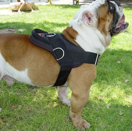 Hundegeschirr aus Nylon fur Englische Bulldogge