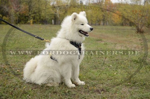 Leder Hundegeschirr für Samojede robust