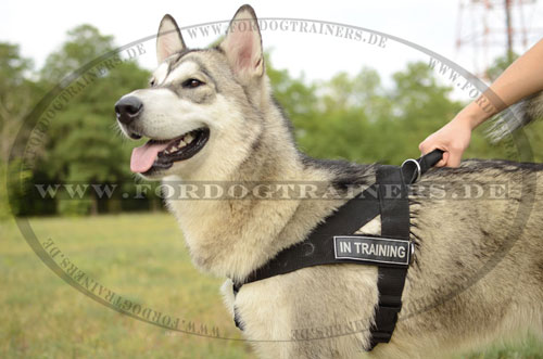 Alaskan Malamute Nylongeschirr für Service- und Diensthunde