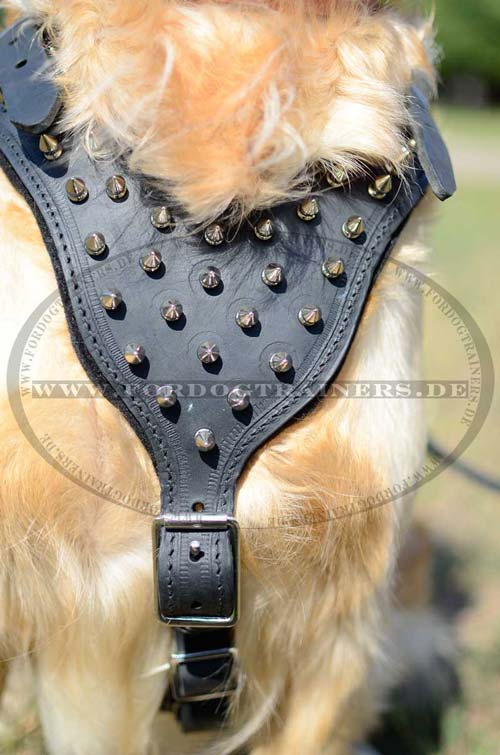 Hundegeschirr mit Spikes fuer Golden Retriver