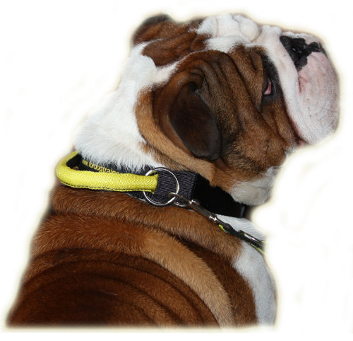 Englische Bulldogge Halsband mit der Handschlaufe