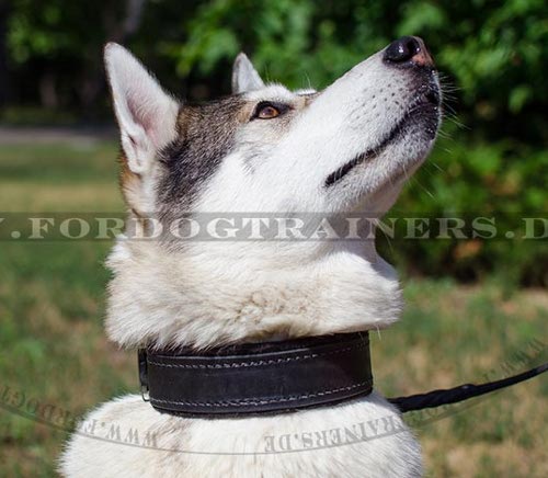 Dickes Hundehalsband Laika | Lederhalsband mit Filzpolsterung