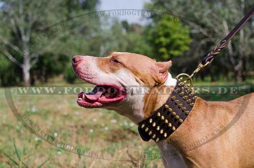 Pitbull Hundehalsband Extra Breit mit Golfarbigen Zierdornen