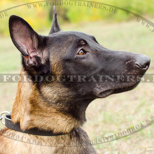 Klassisches Hundehalsband für Malinois | Halsband für Hunde