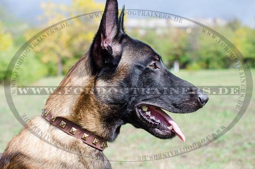 Hundehalsband mit Nieten für Malinois | Lederhalsband geschmüc