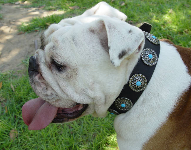 Englische Bulldogge Hundehalsband aus Leder mit blauen Steinen - zum Schließen ins Bild klicken