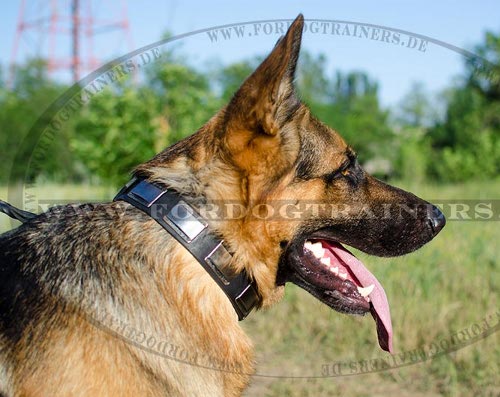 Leder Hundehalsband für Schäferhund mit Nickel Platten - zum Schließen ins Bild klicken