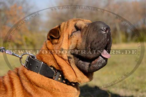 Shar Pei mit dem hochwertigen Nietenhalsband