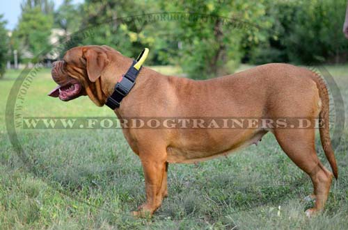 Adjustable nylon dog collar with handle for dogue de bordeaux