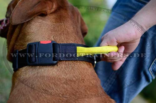 Bordeauxdogge mit dem Nylon-Halsband mit dem Griff