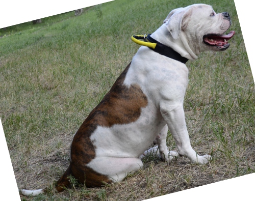 Halsband Nylon für Amerikanische Bulldogge mit robustem Griff - zum Schließen ins Bild klicken