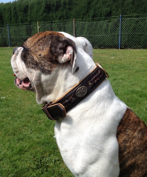 Olde Englische Bulldogge Halsband