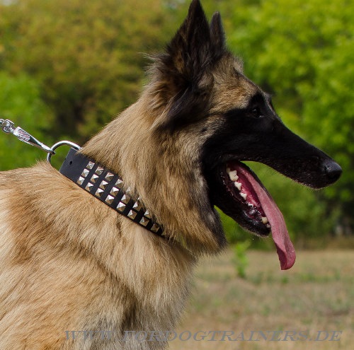 Extra Breit Hundehalsband für Tervueren - zum Schließen ins Bild klicken