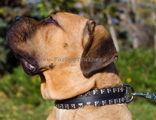 Cane Corso Halsband mit Nieten aus Ausgesuchtem Leder