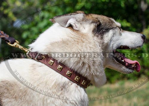 Laika Hundehalsband kaufen | Lederhalsband mit Messingquadraten