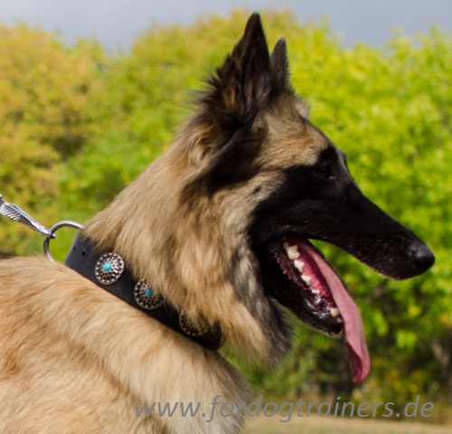 Studded Collar with Blue Stones for Tervuren