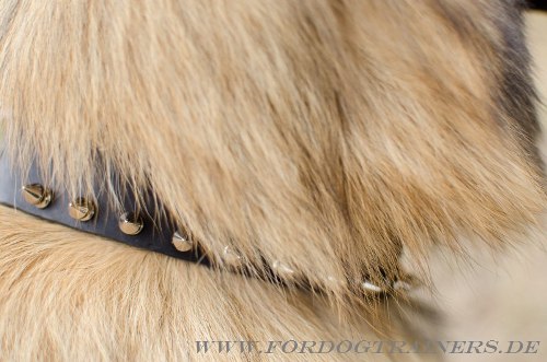 Handgefertigtes Hundehalsband mit Nickel Spikes für Tervueren